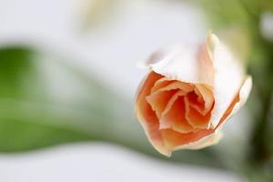 fiore di rose del deserto foto