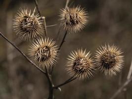 teste di semi invernali spinose di bardana arctium foto