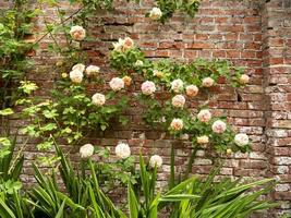 bellissime rose rampicanti che fioriscono in un giardino recintato