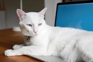 il gatto si rilassa sulla scrivania foto
