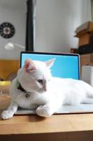 il gatto si rilassa sulla scrivania foto