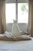 gatto bianco rilassato