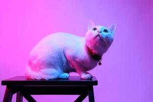 simpatico gatto con illuminazione in gel