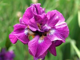 primo piano di un bellissimo insetto di varietà di fiori di iris rosa foto
