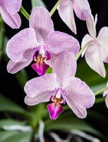 fiore di orchidea phalaenopsis foto