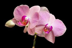 orchidea rosa isolata su nero foto