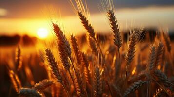 Grano meraviglie. bagnata nel il dolce splendore di un' tramonto cielo. generativo ai foto