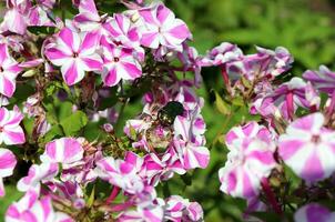 scarafaggio cetonia aurata posteriore Visualizza su a strisce bianco-rosa phlox fiori su un' soleggiato estate giorno - foto orizzontale avvicinamento