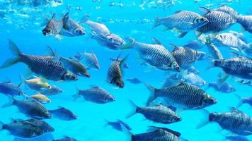 gruppo di pesce ardiglione d'argento in acqua. foto