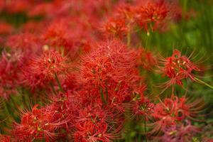 fiori di giglio ragno rosso in fiore all'inizio dell'autunno foto