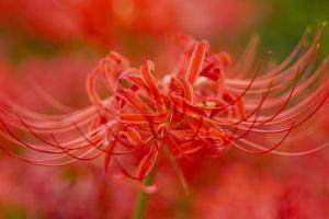 fiori di giglio ragno rosso in fiore all'inizio dell'autunno foto