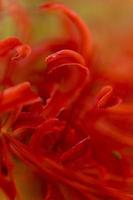 fiori di giglio ragno rosso in fiore all'inizio dell'autunno foto