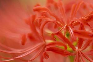 fiori di giglio ragno rosso in fiore all'inizio dell'autunno foto