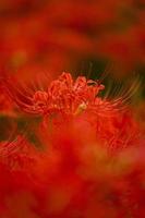 fiori di giglio ragno rosso in fiore all'inizio dell'autunno foto