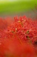 fiori di giglio ragno rosso in fiore all'inizio dell'autunno foto