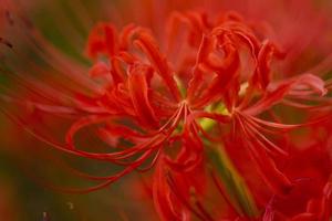 fiori di giglio ragno rosso in fiore all'inizio dell'autunno foto