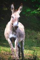 un asino nel prato sulle alpi bergamasche in italia foto