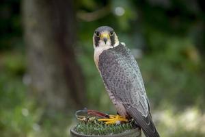 uso della falconeria per spaventare gli uccelli, nell'aerodromo di cuatro vientos a madrid foto