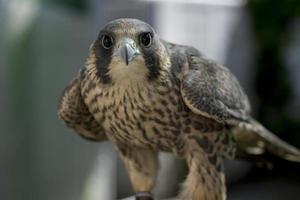 uso della falconeria per spaventare gli uccelli, nell'aerodromo di cuatro vientos a madrid foto