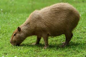 ritratto di capibara nel zoo foto