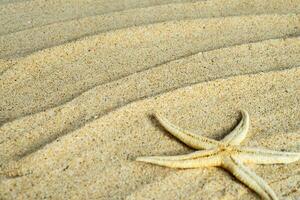 stella marina su il spiaggia sabbia foto
