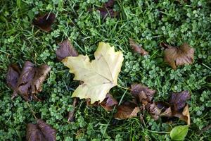 foglie d'autunno a terra
