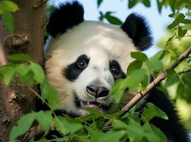 carino panda su naturale sfondo foto