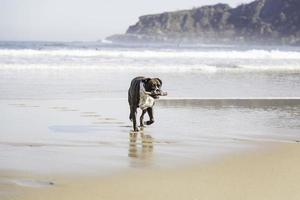 cane che corre sulla spiaggia foto