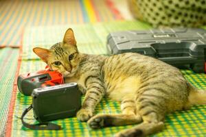 a strisce Marrone gatto guardare lateralmente.tabby gatto addormentato su il pavimento dire bugie foto