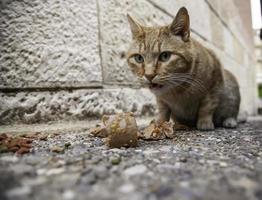 gatti randagi che mangiano per strada foto