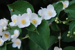 bellissimi fiori di philadelphus bianchi con foglie verdi foto