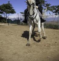 uomo che trotta a cavallo foto