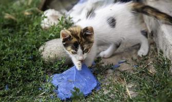 gattini abbandonati natura foto