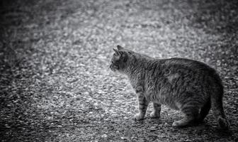 gatti di strada abbandonati foto