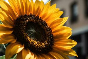 vicino su di giallo girasole testa, sfocato edificio su sfondo. decorativo girasole nel il città. soleggiato estate giorno. giardinaggio, raccogliere concetto. realistico Immagine. generativo ai. foto