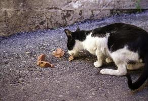 gatti randagi che mangiano per strada
