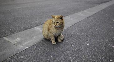 gatti di strada abbandonati foto