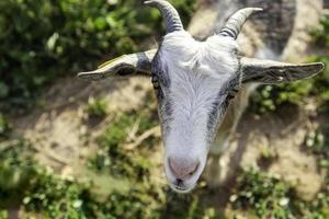 capra cornuta in una fattoria foto