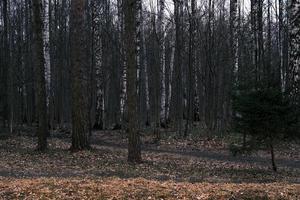 mistero panorama della foresta autunnale nella nebbia mattutina foto