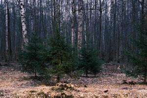 mistero panorama della foresta autunnale nella nebbia mattutina foto