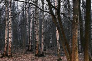 mistero panorama della foresta autunnale nella nebbia mattutina foto