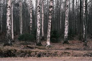 mistero panorama della foresta autunnale nella nebbia mattutina foto