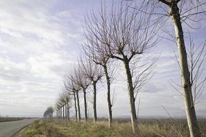 alberi e natura foto