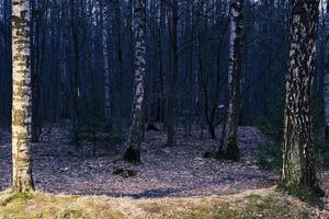 mistero panorama della foresta autunnale nella nebbia mattutina foto