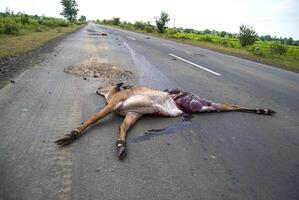 animale morto sulla strada investito da un veicolo, guidare con prudenza, incidente foto