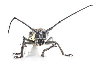 Trivellatore, batocera rufomaculata isolato su uno sfondo bianco foto