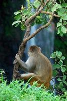 macaco rhesus, macaca mulatta o scimmia seduta su un albero di fronte alla cascata foto