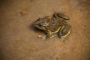 rana in acqua o stagno, primo piano foto