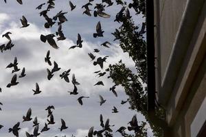 volo di piccioni sopra la città di garray, provincia di soria, castilla y leon, spagna
