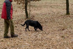 raccolta di tartufo nero con l'aiuto di un cane a lalbenque, francia foto